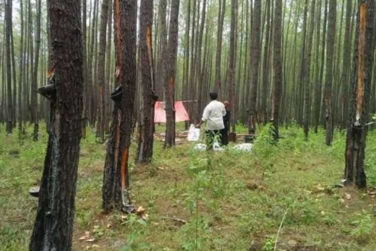 Profil Lengkap PT Tusam Hutani Lestari: Perusahaan Pengelola Hutan Tanaman Industri Berkelanjutan di Indonesia yang Beroperasi Sejak 1990-an