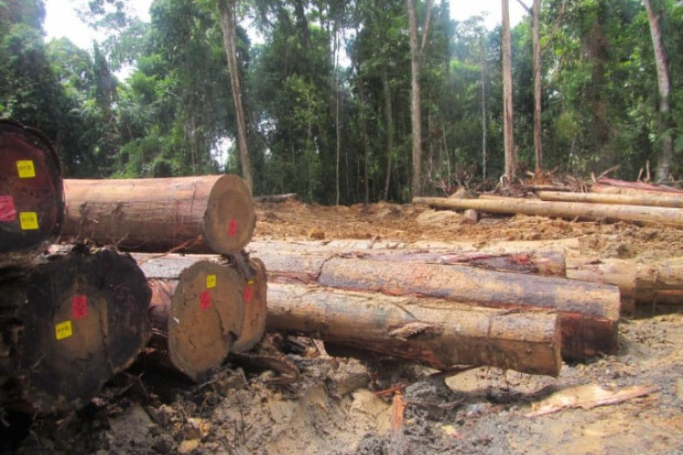 PT Minas Pagai Lumber Milik Siapa? Perusahaan Viral Usai Ditemukannya Ribuan Batang Kayu Gelondongan di Pesisir Lampung Barat
