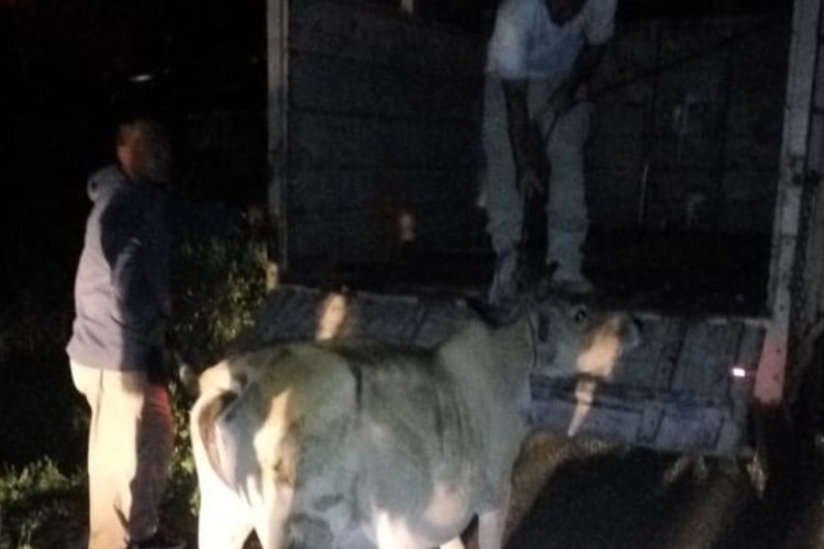 Pemilik Lahan Bantah Libatkan TNI Ambil Paksa Ternak Warga, Sebut Lembu Hanya Diamankan