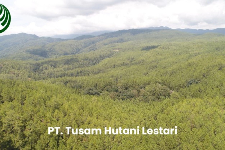 Dampak Lingkungan PT Tusam Hutani Lestari: Bagaimana Praktik Pengelolaan Hutan Diduga Menyebabkan Banjir Besar di Aceh dan Solusi Berkelanjutan