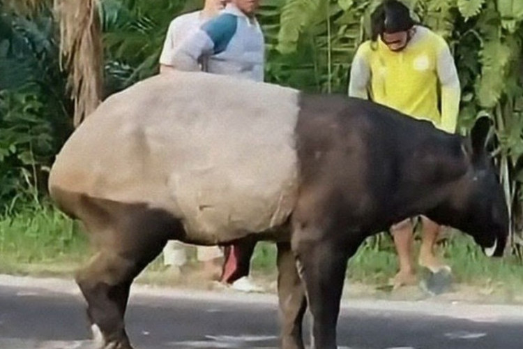 VIRAL! Kasus Pembunuhan Satwa Dilindungi Tapir di Mesuji, Polisi Berhasil Ringkus 4 Tersangka