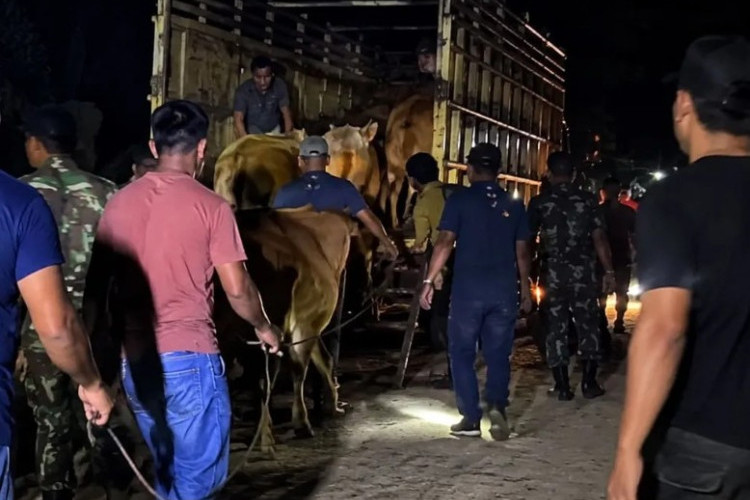 Video Viral Oknum TNI Dituduh Mengambil Lembu Warga, Klarifikasi Pemilik Lahan Jadi Sorotan