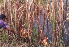 Bakar Lahan Tebu, Petani di Mojo Kediri Ditemukan Tewas dalam Posisi Bersujud: Warga Sempat Ingatkan Soal Bahaya Cuaca Panas dan Angin Kencang