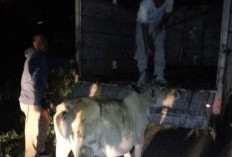 Pemilik Lahan Bantah Libatkan TNI Ambil Paksa Ternak Warga, Sebut Lembu Hanya Diamankan