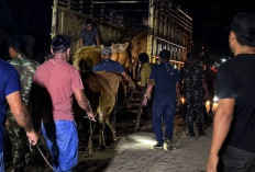 Video Viral Oknum TNI Dituduh Mengambil Lembu Warga, Klarifikasi Pemilik Lahan Jadi Sorotan